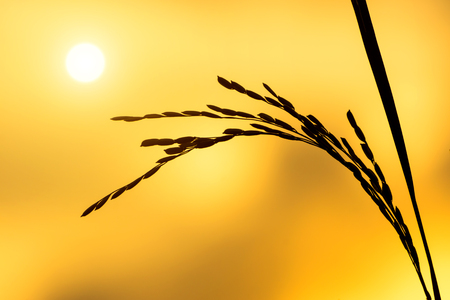 Silhouettes  of rice plant in sunset.の写真素材