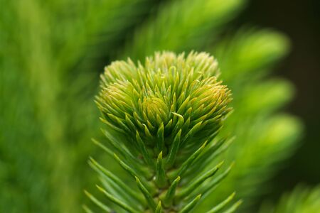 Araucaria heterophylla - Norfolk Island Pine macroの写真素材