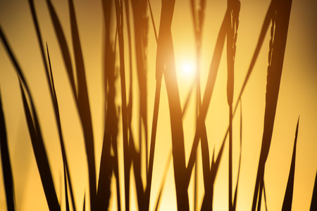 Silhouettes of rice plant in sunset. Out of focus image.の写真素材