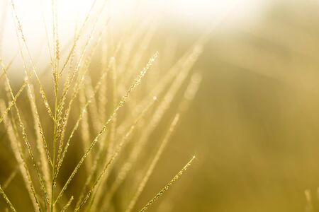 flower grass with sunlight. out of focus image.