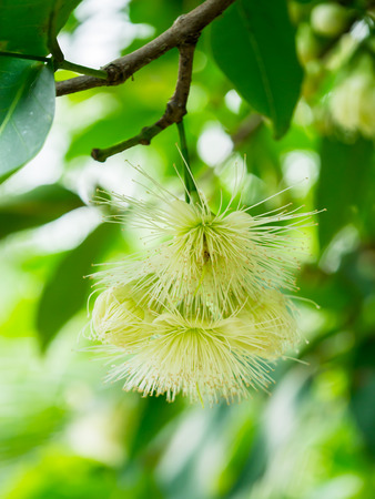 The flower of Rose Apple on tree.