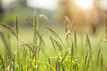 Green flower grass with sunlight.の写真素材