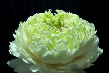 Close up of green lotus flower. (Scientific name nelumbo nueifera gaertn)の写真素材