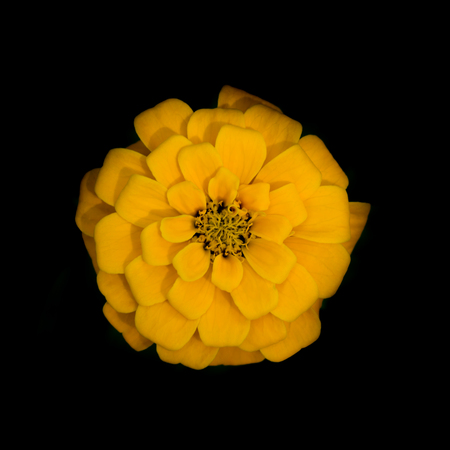 Yellow zinnia flower in dark background.の写真素材