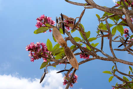 Seeds of frangipani flower on the tree.の写真素材