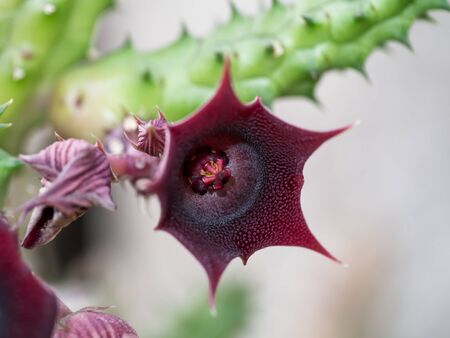 Closeup of Cactus Flower - Huernia humilis Haworthの写真素材