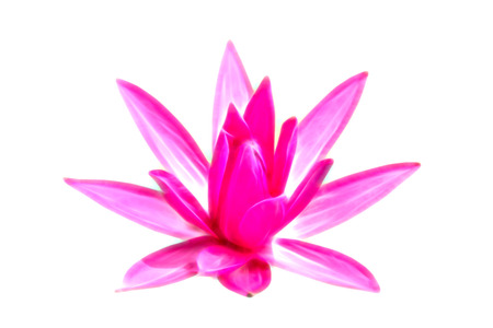 Glow image of Pink waterlily on white background.の写真素材