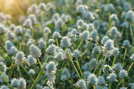 White flower grass with sunlight. Un-focus image.