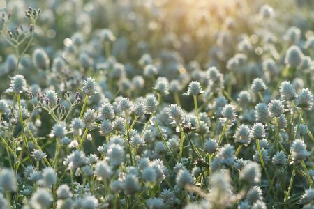 White flower grass with sunlight. Un-focus image.の写真素材