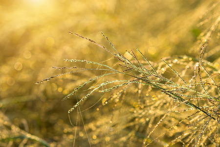 flower grass and drop dew with sunlight.の写真素材