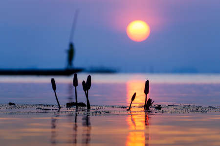 Silhouette water lily flower with fisherman background and Sunset sky on the lake.の写真素材