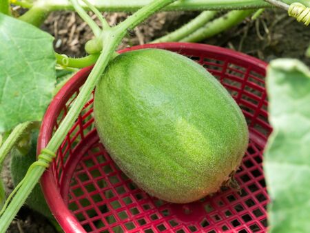 Flower of Organic agriculture, Melon fruit is growing in the farm.の写真素材