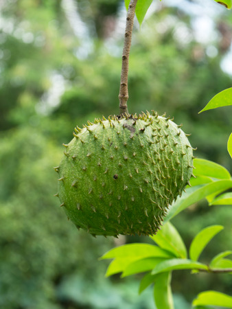 Soursop, Prickly Custard Apple. (Annona muricata L.) Treatment of cancer.