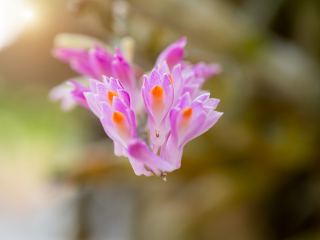 Close-up of pink orchids. (Toothbrush orchid flower)