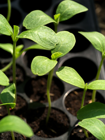 Sprout seeds of marigolds are grown.の写真素材