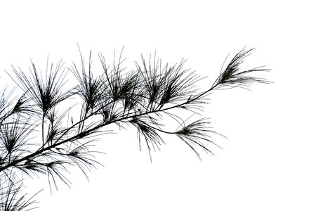 Twig of pine tree on white background.