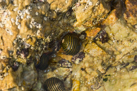 Shells on the rocksの写真素材