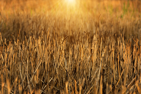 The burning of rice straw with sunlight. Un-focus image.