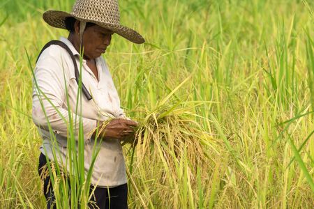 SONGKHLA THAILAND - September 3, 2015: Farmers are harvesting in the countryside on September 3, 2015 in Songkhla, Thailand.のeditorial素材