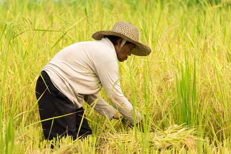 SONGKHLA THAILAND - September 3, 2015: Farmers are harvesting in the countryside on September 3, 2015 in Songkhla, Thailand.のeditorial素材