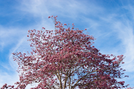 Beautiful blooming pink flower of Tabebuia heterophylla. (Trumpet Tree )