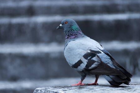 dove walking along street.の写真素材