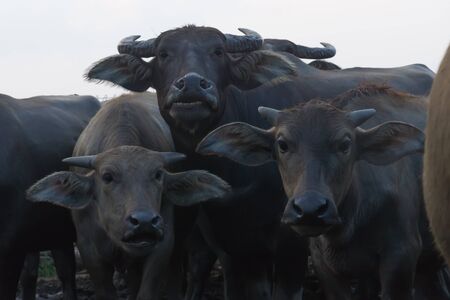 The water buffalo or domestic Asian water.