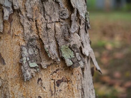 the bark of Broad Leaf Mahogany