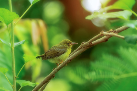 bird sitting on a branch at the beginning of the spring.