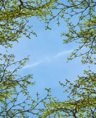 Terminalia ivorensis tree branch in the spring season.の写真素材