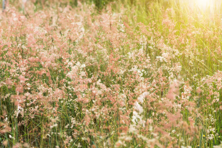 Pink flower grass in the nature with sunlight.の写真素材