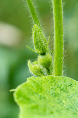 The fruit of the pumpkin are growing.の写真素材