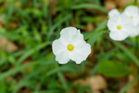 White flower of Echinodosus cordifolius. (water plant)の写真素材