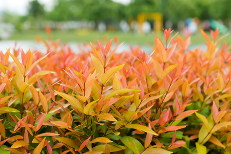 Australian Rose Apple, Brush Cherry plant (Syzygium australe)の写真素材