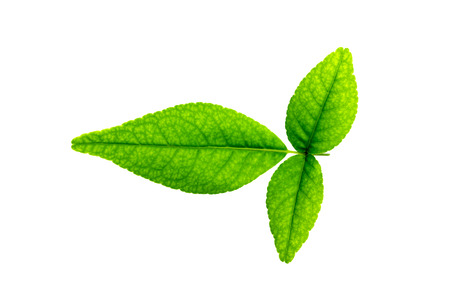 Beal leaf on white background. (Aegle marmelos tree)