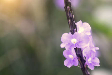 Lonely purple flower in the garden with vintage color.の写真素材