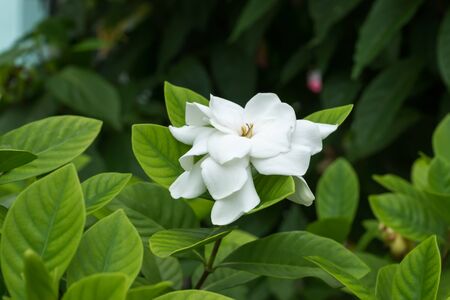 White Gardenia flower or Cape Jasmine (Gardenia jasminoides)の写真素材