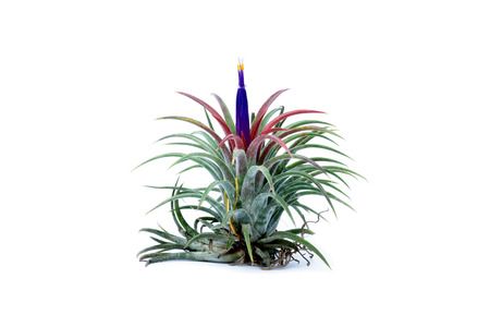 Green Tillandsia. (air plant with scientific name Tillandsia)の写真素材