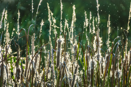 Typha angustifolia seeds on tree.の写真素材
