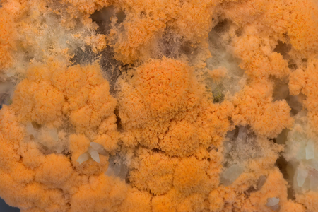 Close up of fungus on rice.の写真素材