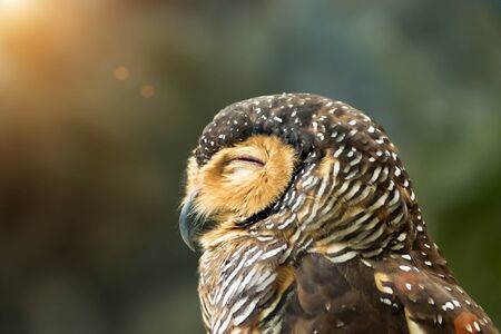 Close up of beautiful spotted wood owl are sleeping with sunlight. (Strix seloputo)の写真素材