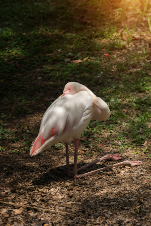 White Caribbean flamingo are sleeping on the ground under tree with sunlight.の写真素材
