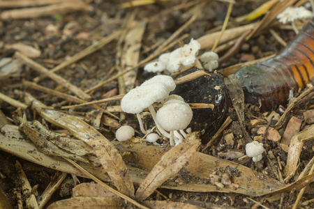 A group of poisonous mushrooms (Termitomyces indicus Natarajan) in the forest.の写真素材