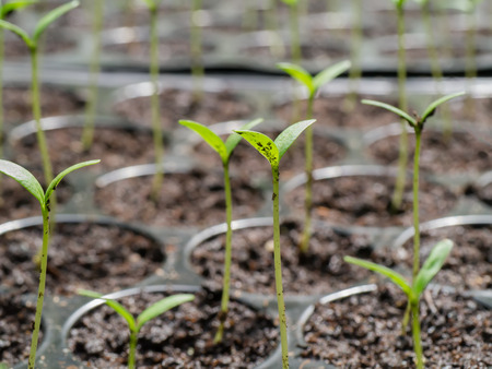 Sprout seeds of marigolds are grown.