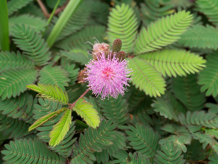 Close up of Sensitive plant or mimosa pudica plant.の写真素材