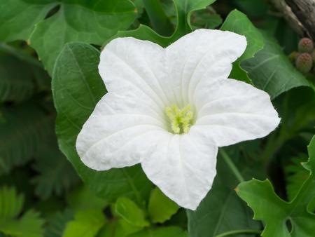 White ivy flower in the dark background.の写真素材