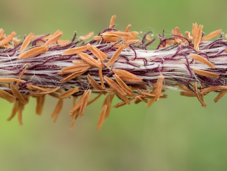 Close up pollen of flower grass.の写真素材