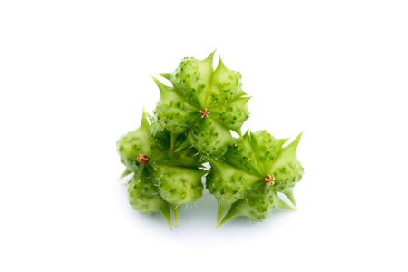 Seeds of Tribulus terrestris plant on white background.の写真素材