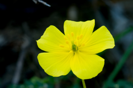 Yellow flowers of Tribulus terrestris plant.の写真素材