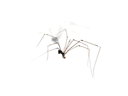 House spider long legs are killing the victim.